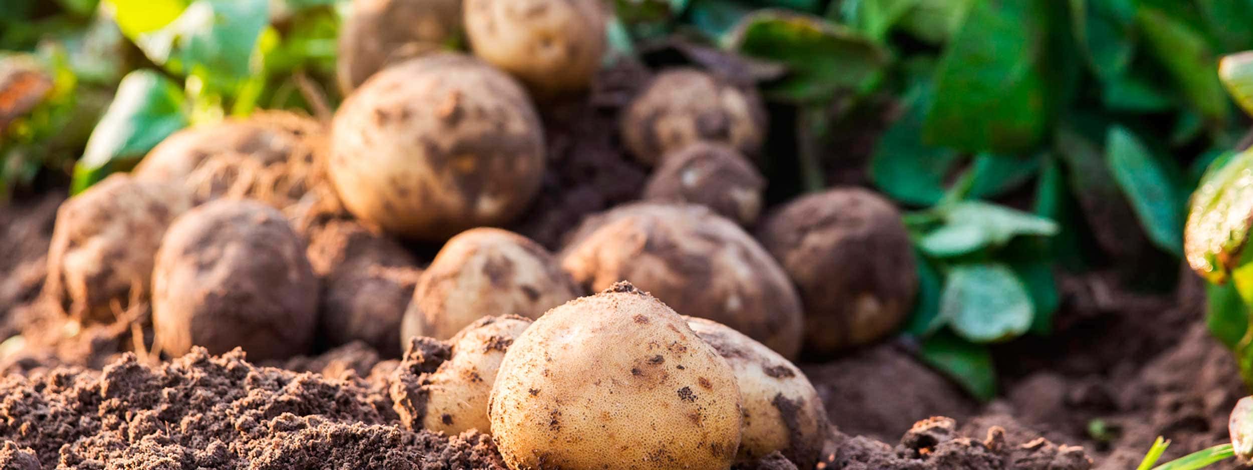 AMYLOMER™-Rohstoffe sind flüssige Additive aus natürlicher Kartoffelstärke
